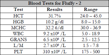Fluffy’s Blood Test – View 2